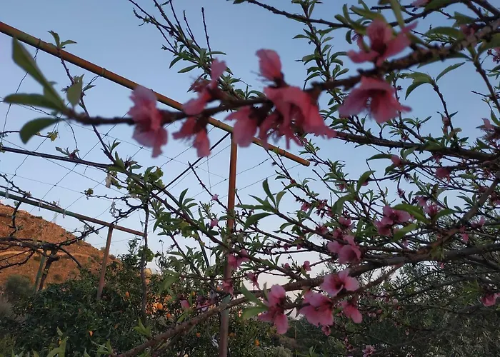 Belvedere Adriatica 4* 科帕罗